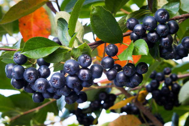 Aronia berries stock photo