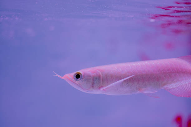 Arowana Face Small Arowana in Aquarium feng shui aquarium stock pictures, royalty-free photos & images