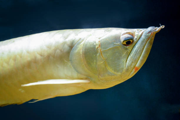 Arowana fish - close-up on face stock photo