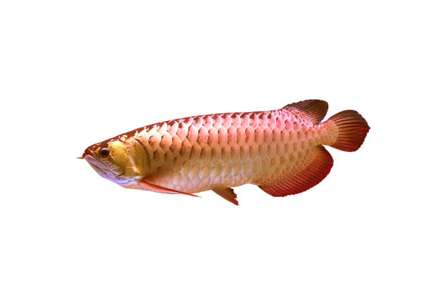 Best Arowana Fish Stock Photos Pictures Royalty Free 