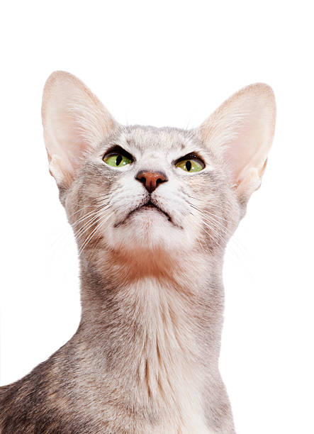 Arrogantly Looking Oriental Short Haired Cat Stock Photo