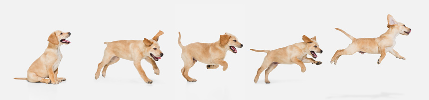 Art collage made of one funny dog jumping isolated over white studio background. Concept of motion, action, pets love, animal life. Look happy, delighted. Copyspace for ad, flyer.
