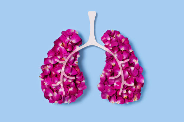 Art photography of human organs. Concept on the fragility of human health. Rose petals in the shape of lungs. xray nature stock pictures, royalty-free photos & images