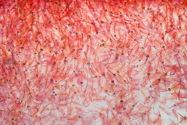 Artemia plankton stock photo