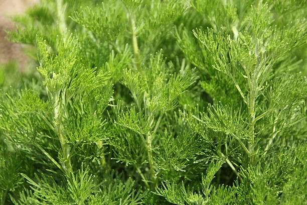 Artemisia abrotanum - Eberraute stock photo
