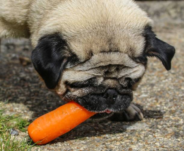 dogs eat raw carrots
