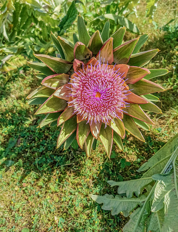 Artichoke Flower in the Summer Garden
