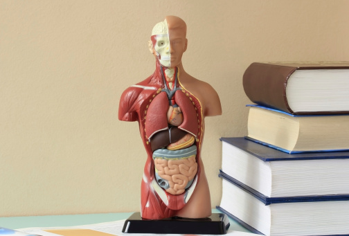 A scientific model of the inside of the human body.