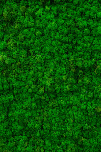 artificial moss A surface with artificial moss that looks like a forest from aerial photography. moss stock pictures, royalty-free photos & images
