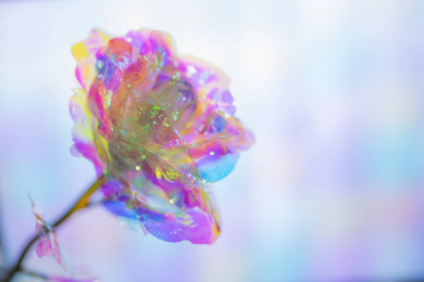 Artificial Rose Blur Image 7 colors in soft colors on various gradient backgrounds stock photo