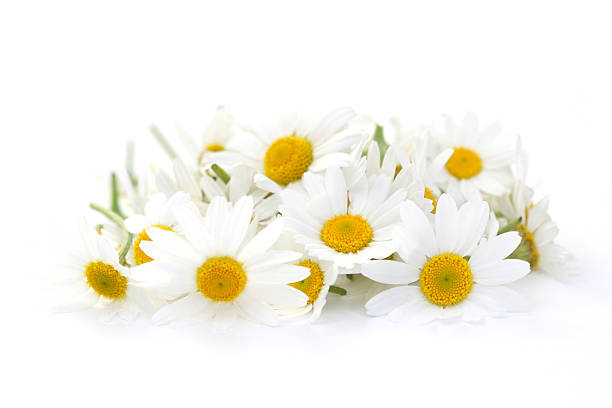 Artistically placed Camomile flowers on a white surface stock photo