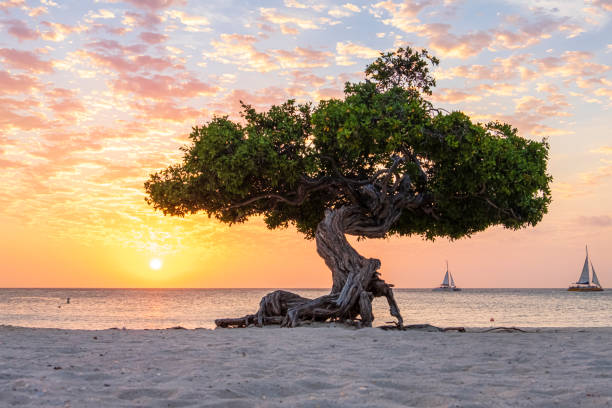 aruba, divi divi tree on eagle beach - aruba imagens e fotografias de stock