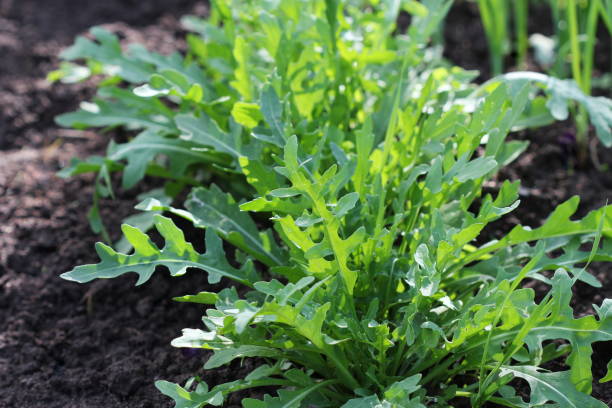 Arugula plant growing in organic vegetable garden. stock photo