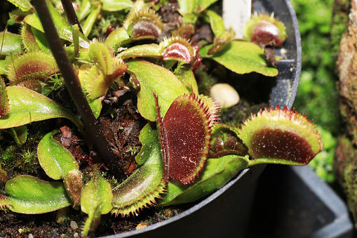 As carnivorous plants, carnivores or insectivores are called plants