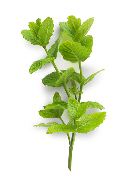 As Sprig of garden mint isolated on white mint leaf culinary stock pictures, royalty-free photos & images