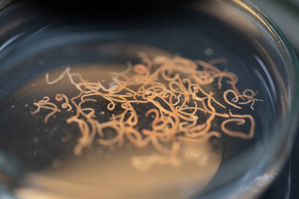 Ascariasis is a disease caused by the parasitic roundworm Ascaris lumbricoides for education in laboratories.  nematode worm stock pictures, royalty-free photos & images