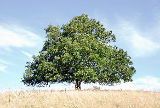 Ash tree, horizontal stock photo