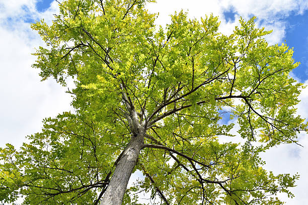Ash Tree Upshot An upshot of an Ash Tree against a cloudy blue sky ash stock pictures, royalty-free photos & images