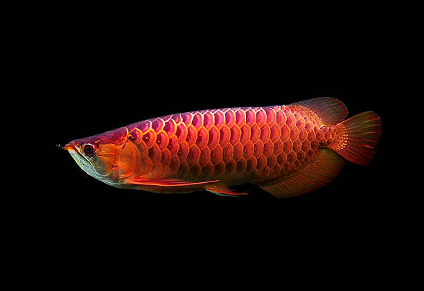 Top 60 Arowana Stock Photos Pictures and Images iStock