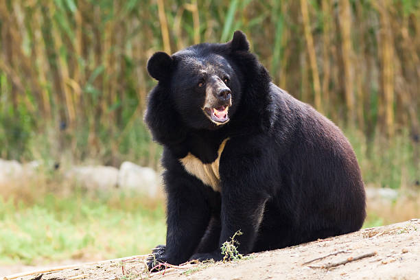 Asian Black Bear roaring stock photo