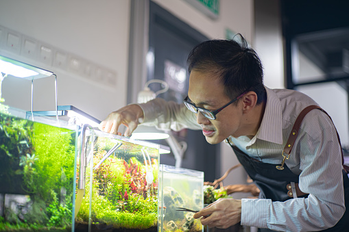 Asian Chinese business owner arranging and adjusting aquarium in his aquarium workshop. Aquarium designing.