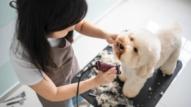 asian chinese female pet groomer with apron grooming a brown color toy poodle dog asian chinese female pet groomer with apron grooming a brown color toy poodle dog groom human role stock pictures, royalty-free photos & images