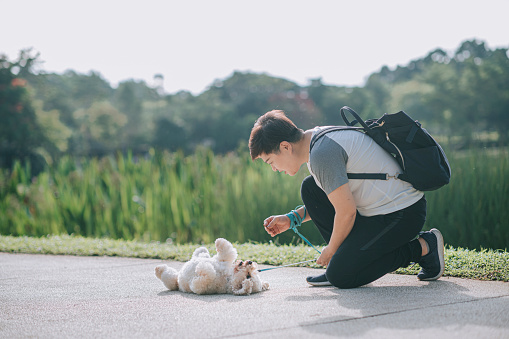 asian chinese  mid adult short hair female obedience training her pet dog toy poodle in public park bonding together morning