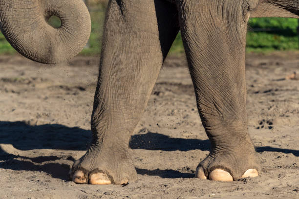 Asian Elephant Front Legs Standing in Sand stock photo
