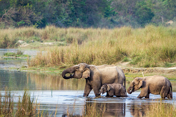 Asian Elephant in Bardia national park, Nepal specie Elephas maximus family of Elephantidae chitwan stock pictures, royalty-free photos & images
