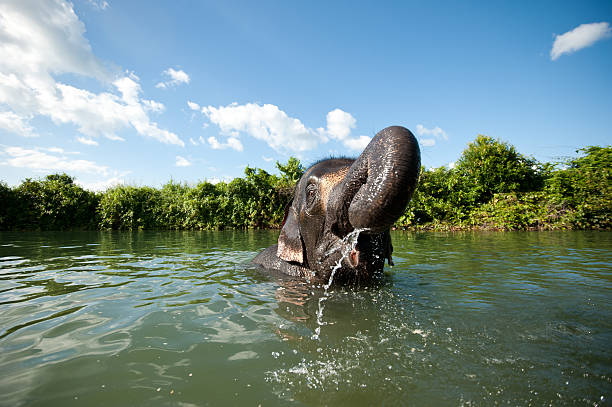 Asian elephant splashing with water while taking a bath Asian elephant splashing with water while taking a bathAsian elephant splashing with water while taking a bath chitwan stock pictures, royalty-free photos & images