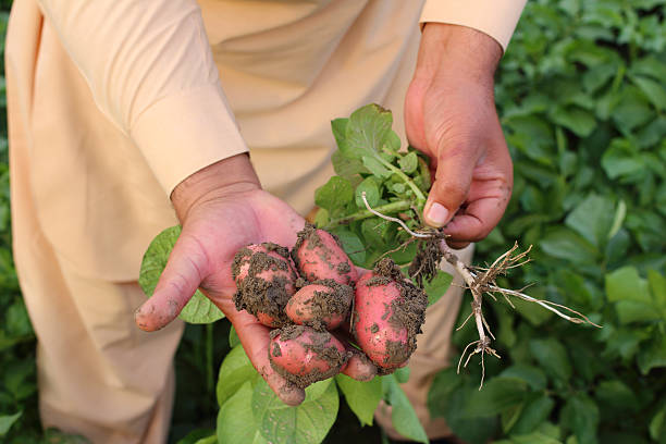 Asian Farmer Showing Potato Crop stock photo