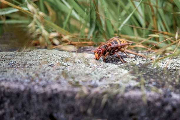 Asian giant hornet. Murder hornets. One vespa mandarinia. Asian giant hornet. Murder hornets. One vespa mandarinia in spring in Lausanne, Switzerland. murder hornet stock pictures, royalty-free photos & images