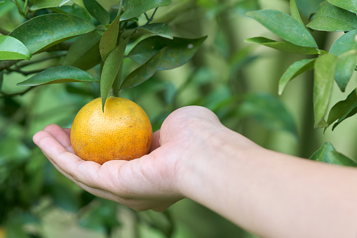 Asiatische Madchen Hand Erntet Orange Aus Dem Orange Garten In