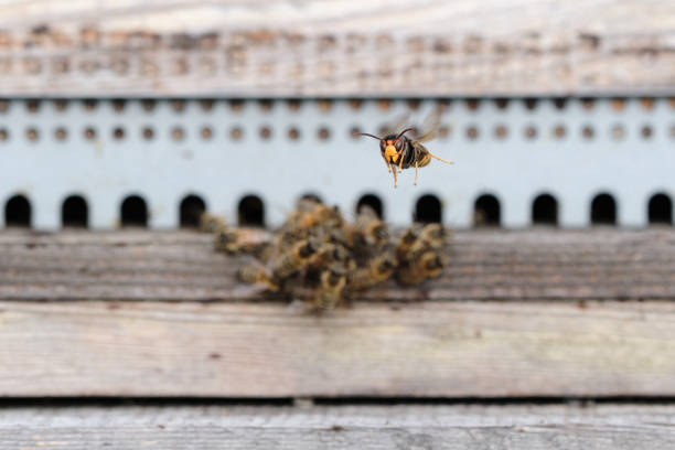 Asian hornet ambushed in hovering Frelon asiatique en vol stationnaire devant une ruche qui attend l'approche d'une abeille pour l'attaquer en vol murder hornet stock pictures, royalty-free photos & images