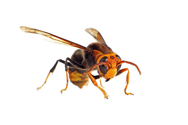 Asian Hornet Black and Yellow Asian Hornet isolated on white mud dauber wasp stock pictures, royalty-free photos & images