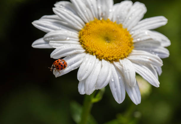 Asian Lady Beetle on a Daisy stock photo