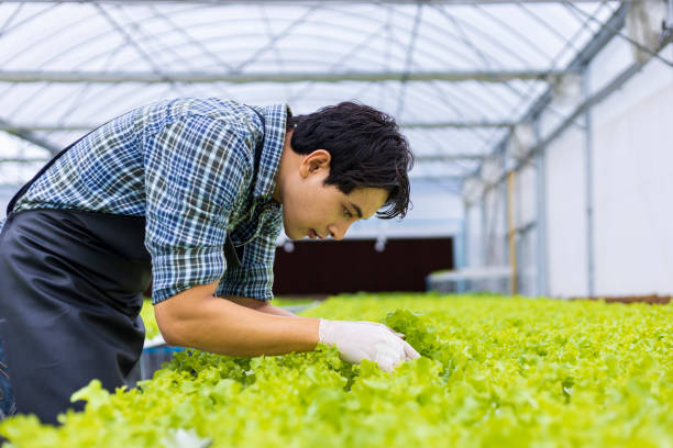Asian local farmer growing their own green oak salad lettuce in the greenhouse using hydroponics water system organic approach for family own business and picking some for sale stock photo