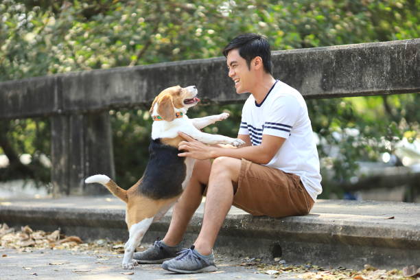 Asian man is playing with his beagle dog while having exercise in the park Asian man is playing with his beagle dog while having morning exercise in the park early morning dog walk stock pictures, royalty-free photos & images