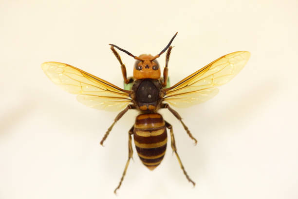 Asian or Japanese giant hornet (Vespa mandarinia) isolated  murder hornet stock pictures, royalty-free photos & images