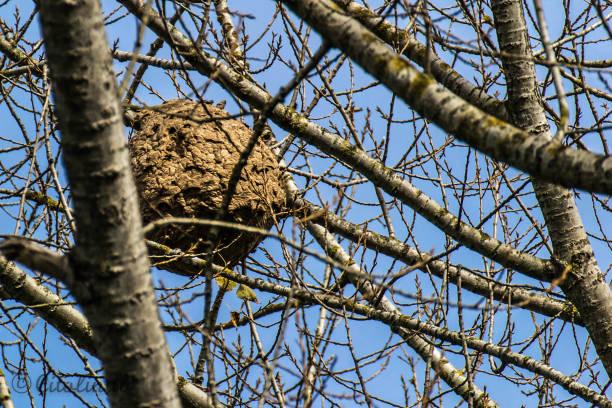 Asian wasp nest Vespa Velutina murder hornet stock pictures, royalty-free photos & images