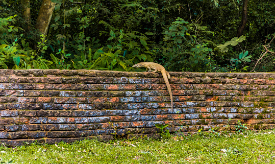 Asian water monitor lizzard climbing a wall, Sirigiya, Sri Lanka