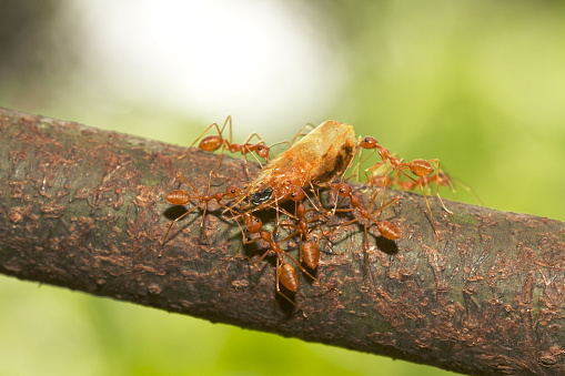 Asian weaver ants maneuvering with dried shrimp head. these are carnivores ants. genus Oecophylla family Formicidae, India
