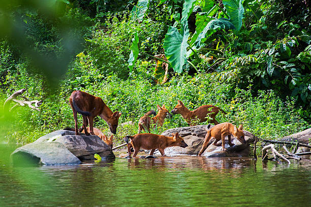 Asian wild dog family  dhole stock pictures, royalty-free photos & images