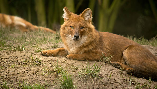 Asian wild dog or dhole Asian wild dog also known as a dhole. dhole stock pictures, royalty-free photos & images
