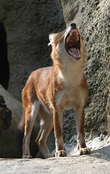 Asian Wild Dog Dhole also known as a red dog or an Asian wild dog (Cuon alpinus). dhole stock pictures, royalty-free photos & images
