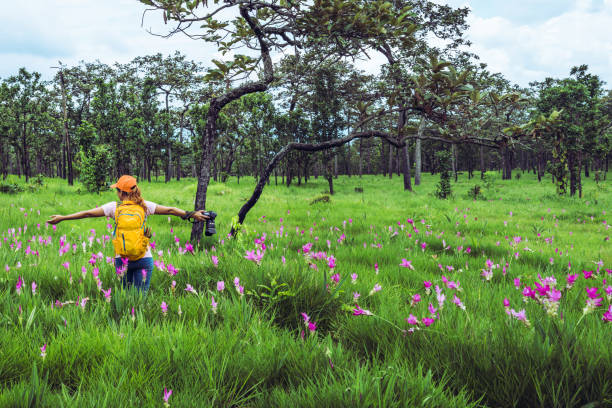 aziatische vrouw reizen natuur. reizen ontspannen. fotografie komkommer sessilis bloem veld. - chaiyaphum stockfoto's en -beelden