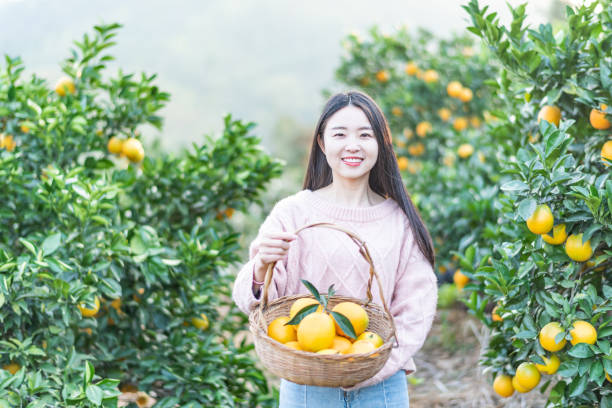 Asian young woman picking oranges in an orchard Asian young woman picking oranges in an orchard picking harvesting photos stock pictures, royalty-free photos & images