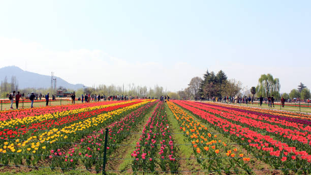 Asia's Largest Tulip Garden In Jammu And Kashmir Previously Model Floriculture Center, is a tulip garden in Srinagar, Kashmir. It is the largest tulip garden in Asia spread over an area of about 30 hectares.It is situated on the foothills of Zabarwan Range with an overview of Dal Lake. The garden was opened in 2007 with the aim to boost floriculture and tourism in Kashmir Valley. srinagar stock pictures, royalty-free photos & images