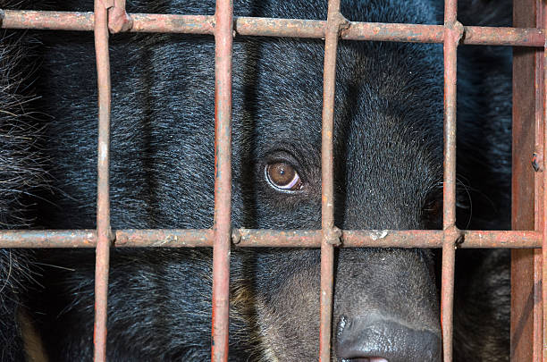 Asiatic black bear are in cage Asiatic black bear (Ursus thibetanus) are unhappy in cage. The problem of illegal wildlife trade animals in captivity stock pictures, royalty-free photos & images