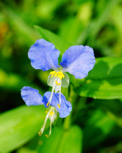 Dayflower Stock Photos, Pictures & Royalty-Free Images - iStock